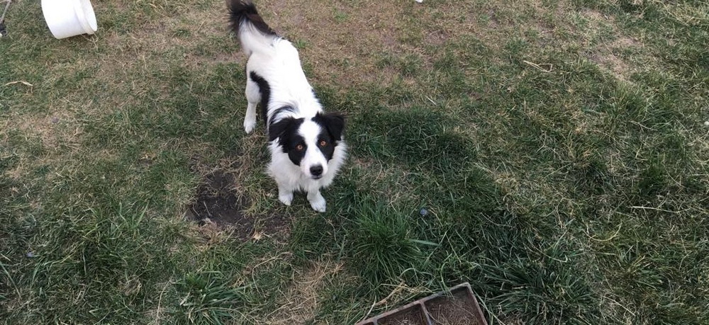 Kars’ta kayıp köpek aranıyor, bulana ödül var