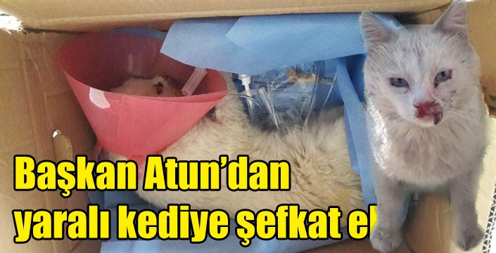 Başkan Atun’dan yaralı kediye şefkat eli