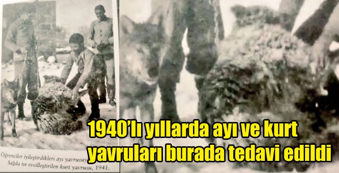 1940’lı yıllarda ayı ve kurt yavruları burada tedavi edildi