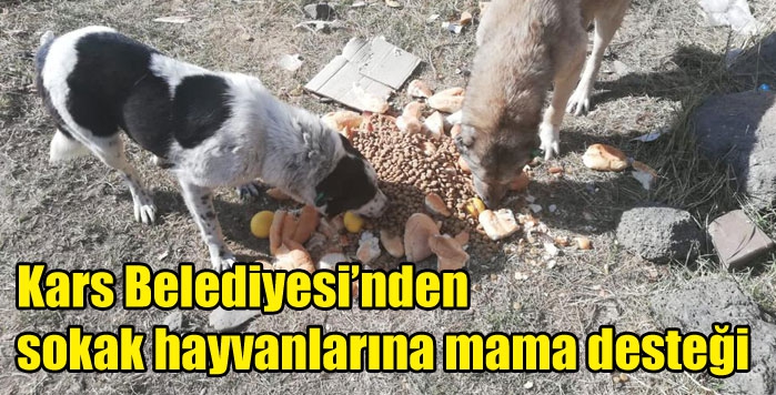 Kars Belediyesi’nden Sokak hayvanlarına mama desteği