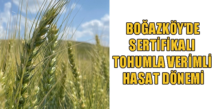 Boğazköy’de Sertifikalı Tohumla Verimli Hasat Dönemi
