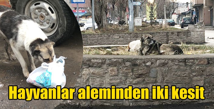 Kars’ta hayvanlar aleminden iki kesit