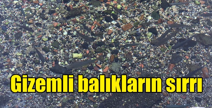 Selim’de balıklı gölün gizemli balıkları